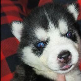 Calypso - Sable and white female Siberian Husky puppy in Richland, Mississippi from Feazell’s Siberian Huskies