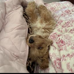 Cavapoo, Cockapoo, Goldendoodle, and Maltipoo Puppies from Perdue Puppies