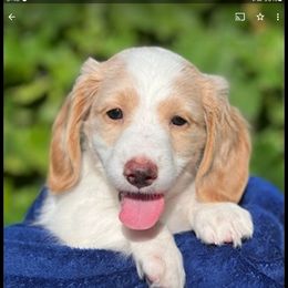 Dachshund Puppies from Crowned Doxies