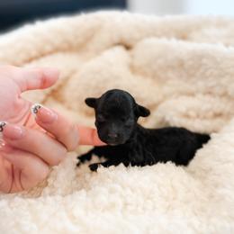 Bitsy - Silver female Poodle puppy in Chapel Hill, North Carolina from Cyndi’s Poodles
