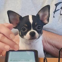 Lily - Black and white female Chihuahua puppy in Lake George, New York from Moonhill Chihuahuas