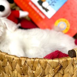 Charlie - White Maltipoo puppy in Mabelvale, Arkansas from Durham's Designer Poos