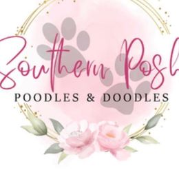 Cockapoos from Southern Posh Doodles