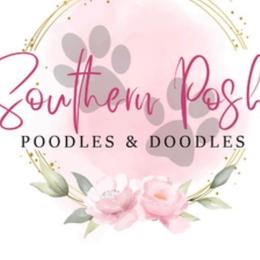 Cockapoos from Southern Posh Doodles