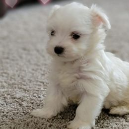Maltese and Poodles from 209 Puppies California