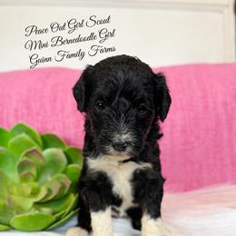 Peace out Girl Scout - Tri-color female Bernedoodle puppy in Grove, Oklahoma from Guinn Family Farms