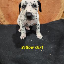 Dalmatian Puppies from Anthony's Dalmatians