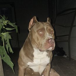 Akira - American Bully