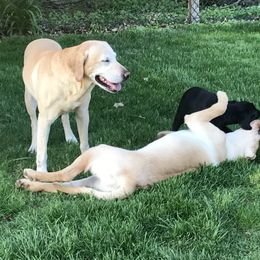 Labrador Retriever Puppies from Sycamore Kennels