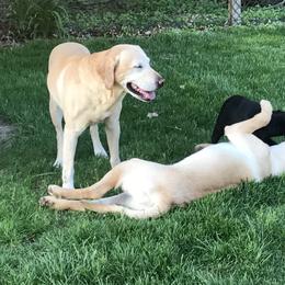 Labrador Retriever Puppies from Sycamore Kennels