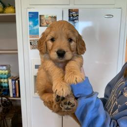 Goldendoodle Puppies from Goldendoodles of Vanhoy Farms