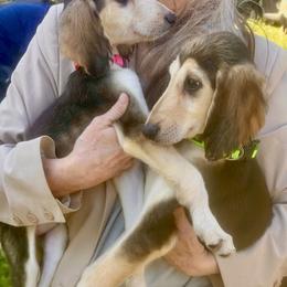 Domino Female 2 - Cream female Afghan Hound puppy in Carlisle, Pennsylvania from Winterberry Afghan Hounds
