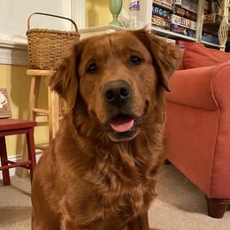 Crimson - Labrador Retriever