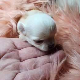 Raz - Gold female Chihuahua puppy in Tremonten, Utah from Qu-Te's Chihuahuas