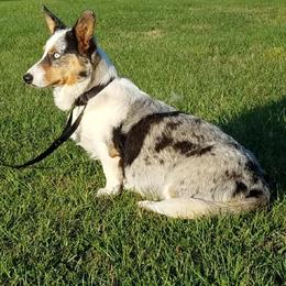 Cardigan Welsh Corgis from Southpaw Farms Corgis