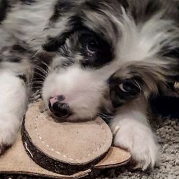 Aussiedoodles from Oh My Darlin Doodles