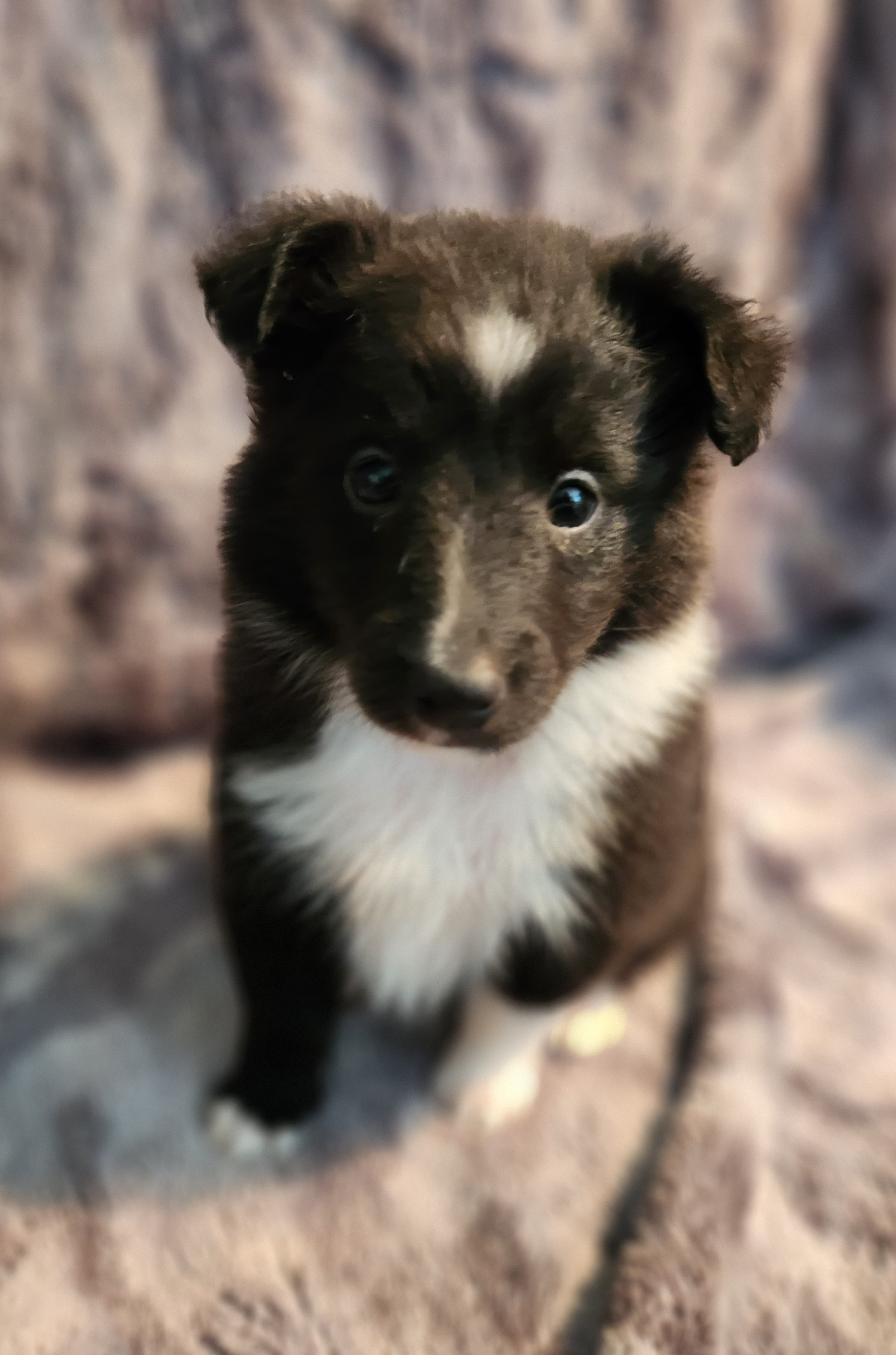 Shetland Sheepdog Puppies from Hope's Heart Shelties