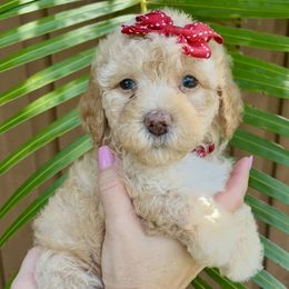 Goldendoodle and Sheepadoodle Puppies from Daisy Doodles LLC