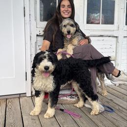 Josie - Bernedoodle