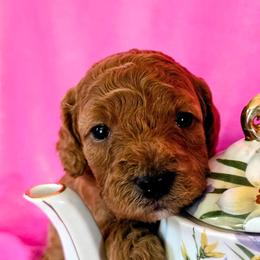 Abigail - Apricot female Goldendoodle puppy in Western Massachusetts, Massachusetts from Magical Goldendoodles of Pioneer Valley, MA