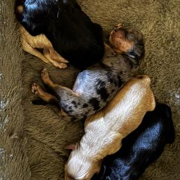 Cavapoo puppies from Lindsey’s Cavies