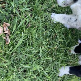 Australian Shepherd and Miniature Australian Shepherd Puppies from Seven K Ranch