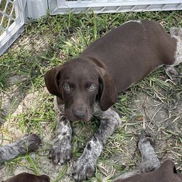 Conway - German Shorthaired Pointer puppy in Lakeland, Florida from Walker’s German Shorthaired Pointers