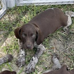 Conway - German Shorthaired Pointer puppy in Lakeland, Florida from Walker’s German Shorthaired Pointers