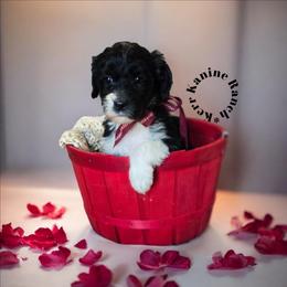 Black Widow - Black and white female Sheepadoodle puppy in Ashton, Idaho from Kerr Kanine Ranch