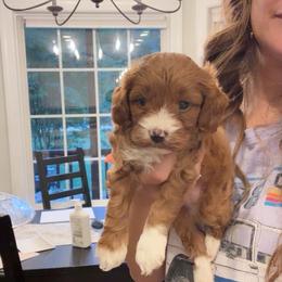 Poppy - Red  female Goldendoodle puppy in Alamance County, North Carolina from Doodle Squad Puppies