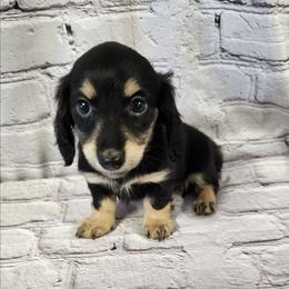 Bailey - Black and cream female Dachshund puppy in Anaconda, Montana from Williams Family Dachshunds