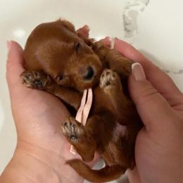 Girl 1 - Red  female Goldendoodle puppy in Sacramento, California from Goldendoodlesca