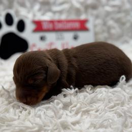 Raylan - Chocolate and tan male Dachshund puppy in Colbert, Oklahoma from Brooke Crenshaw