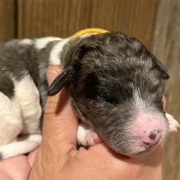 Girl 4 - female Bernedoodle puppy in Coopersburg, Pennsylvania from Deutsch Hund Haus