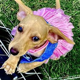 Dachshund Puppies from Northwest Dachshunds