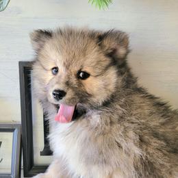 Luigi - Wolf sable male Pomsky puppy in Sand Coulee, Montana from Big Sky Pomskies