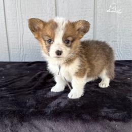 Bacon - White and red male Pembroke Welsh Corgi puppy in Mc Cammon, Idaho from Sunny J Corgis and Mini Americans