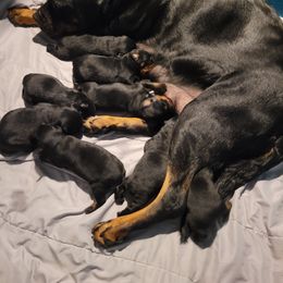 Rottweiler Puppies from C & J Rottweilers