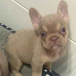 Jasmine - Tricolors female French Bulldog puppy in Fulton, Missouri from FamLee Frenchies