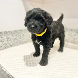 Miss Senegal (World Cup Litter) - Black and white female Portuguese Water Dog puppy in Grants Pass, Oregon from Rogue River Portuguese Water Dogs