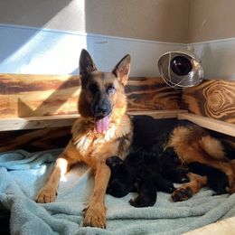 German Shepherd Puppies from 501 Shepherds