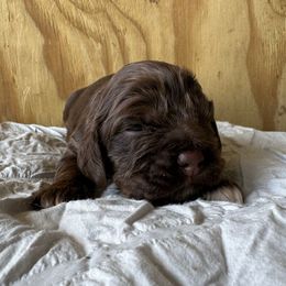 Brownie - Brown white and tan female Cocker Spaniel puppy in Lake, Mississippi from MGs Cockers