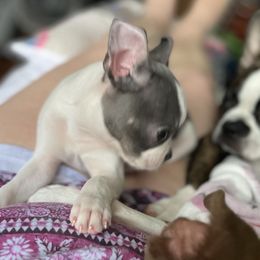 Boston Terrier Puppies from Angie's Little Bostons