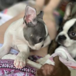 Boston Terrier Puppies from Angie's Little Bostons