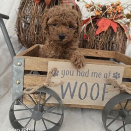 Ruby - Red female Assorted Doodle Crosses puppy in Yucaipa, California from Mini Doodle Dandies