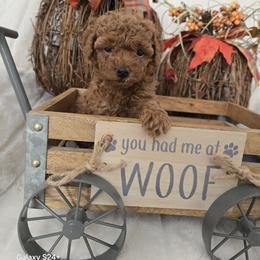 Ruby - Red female Assorted Doodle Crosses puppy in Yucaipa, California from Mini Doodle Dandies