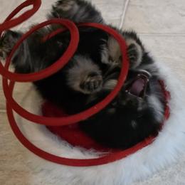 Australian Shepherds and Pomeranians from Fantasy Pomeranians