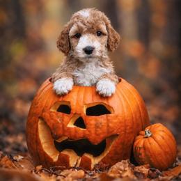 Destiny - Red  female Goldendoodle puppy in Roseburg, Oregon from Dbos Furry Friends