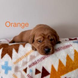 Orange - Yellow male Labrador Retriever puppy in Muskegon, Michigan from Red Acres Working Line K9s