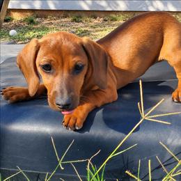 Peaches - Red female Dachshund puppy in Tucson, Arizona from Luna May's daschunds